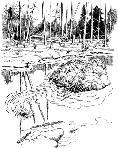 Beaver Dam In Voyageurs National Park Coloring Page